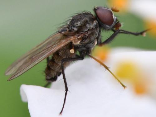 Réf. 271 234 : Delia platura